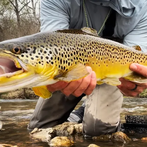 Fish up close
